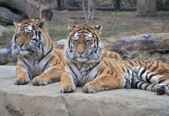 Hover effects on images with CSS